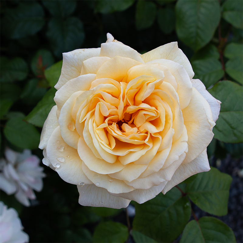 Rosa 'Moonlight Romantica'