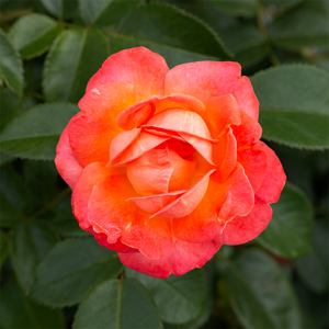 Rosa 'Orange Glow Knock Out'