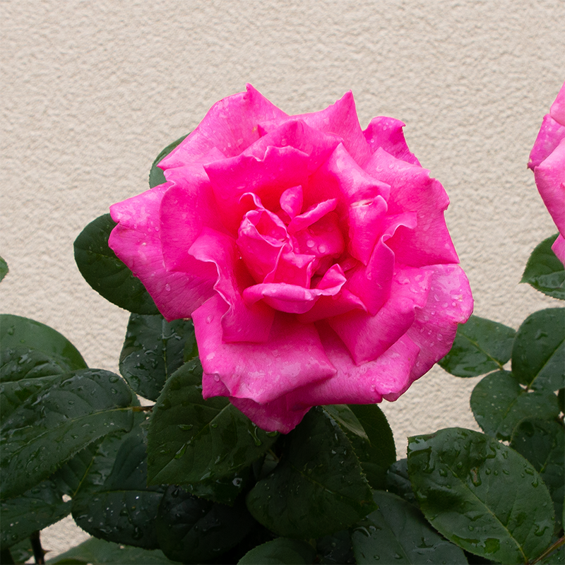 Rosa 'Perfume Delight'