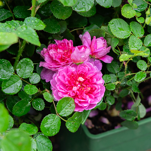 Rosa 'Princess Anne'