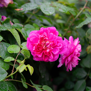 Rosa 'Princess Anne'