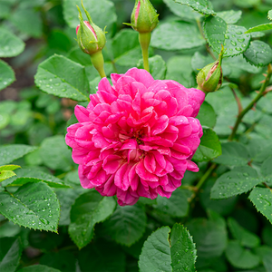 Rosa 'Princess Anne'