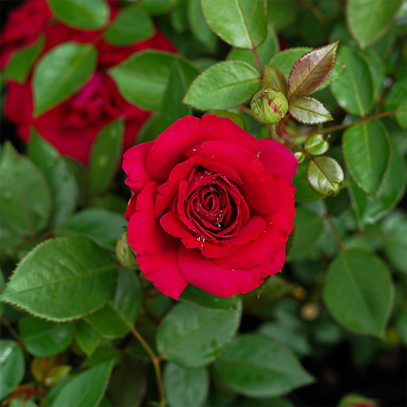 Rosa 'Stiletto'