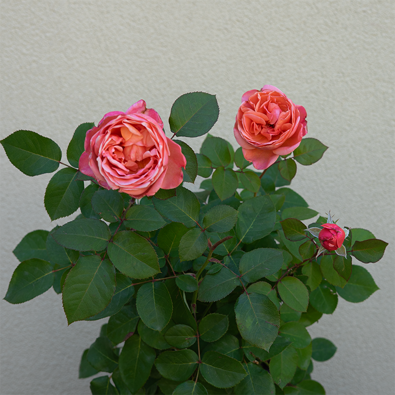 Rosa 'Sweet Mademoiselle'