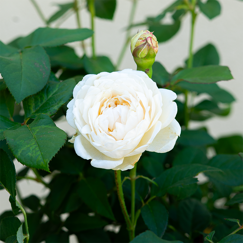 Rosa 'Windermere'