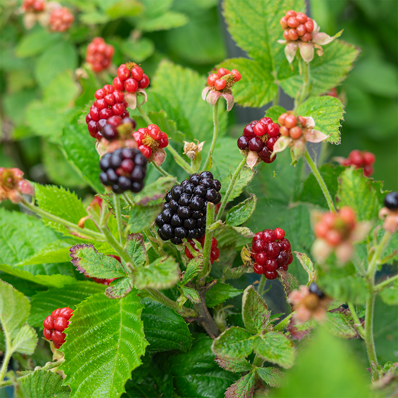 Rubus 'Baby Cakes'