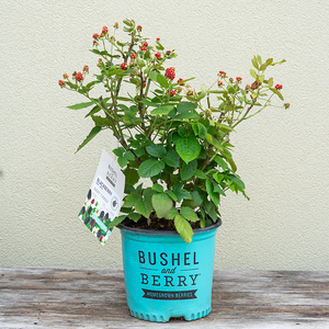 Rubus 'Baby Cakes'