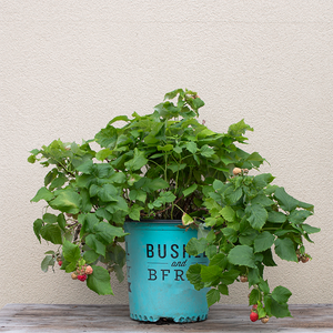 Rubus 'Raspberry Shortcake'