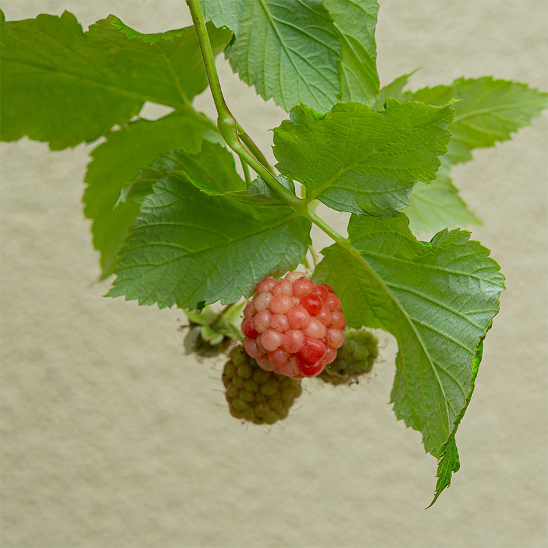 Rubus 'Raspberry Shortcake'