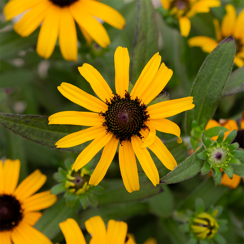 Rudbeckia 'American Gold Rush' G01
