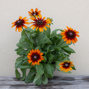 Rudbeckia 'Autumn Colors' 8"