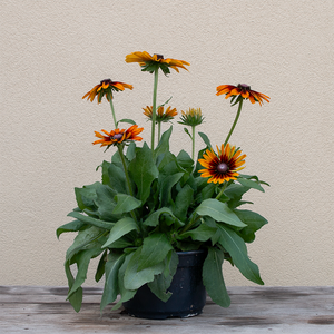 Rudbeckia 'Autumn Colors' 8"