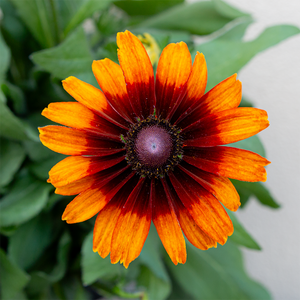 Rudbeckia 'Autumn Colors' 8"