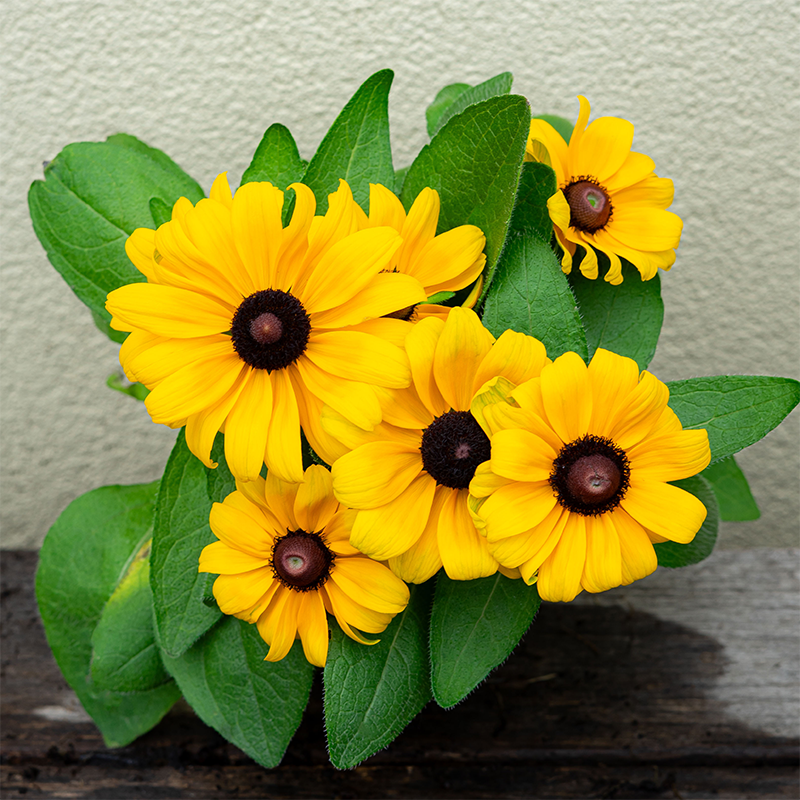 Rudbeckia 'Claire Orange' 4"