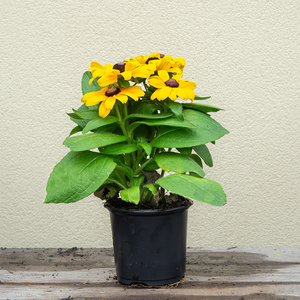 Rudbeckia 'Claire Orange' 4"