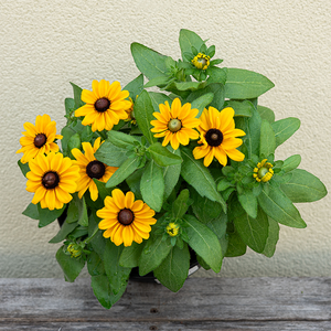 Rudbeckia 'Claire Orange' 8"