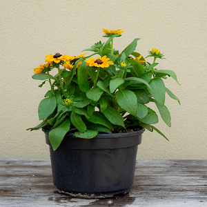 Rudbeckia 'Claire Orange' 8"