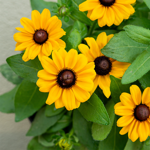 Rudbeckia 'Claire Orange' 8"