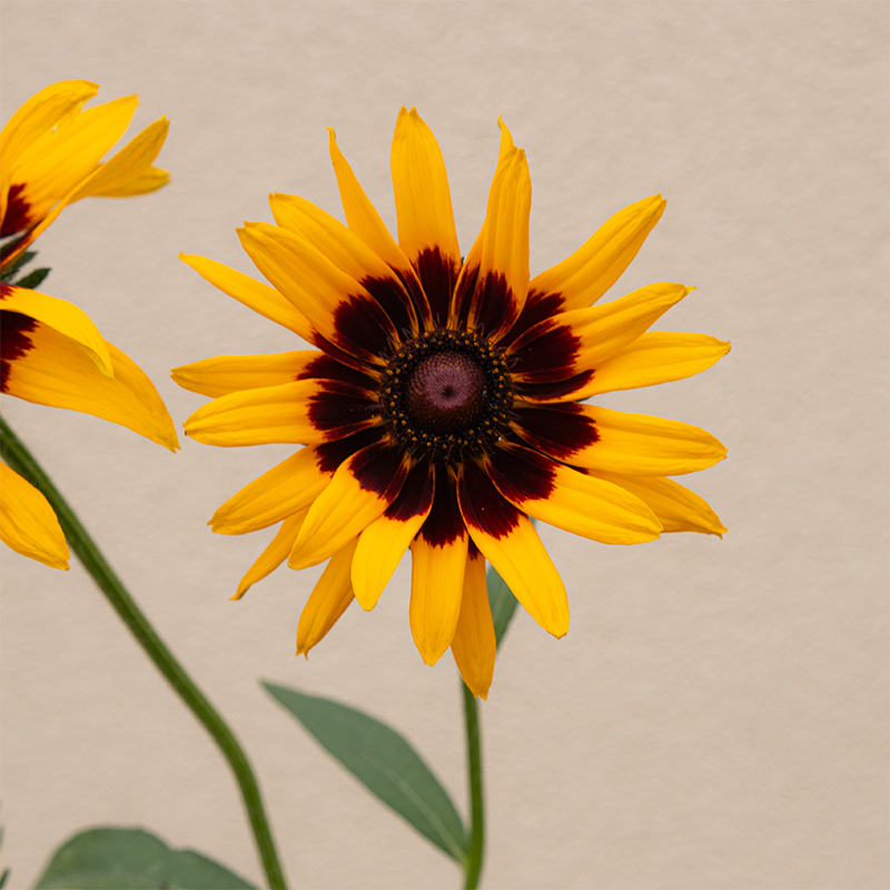 Rudbeckia 'Denver Daisy' 4"