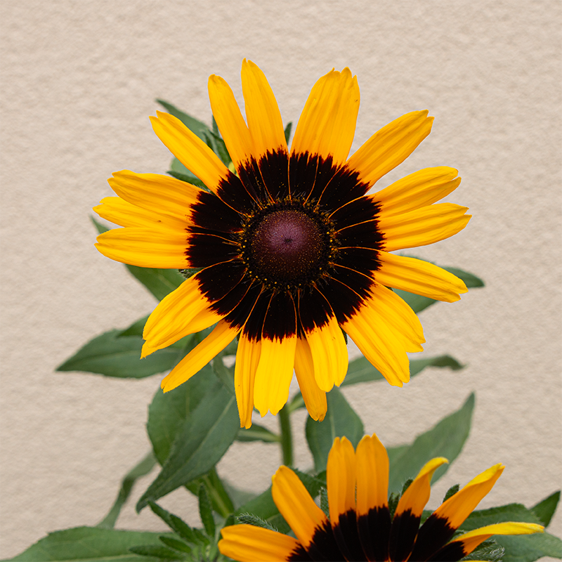 Rudbeckia 'Denver Daisy' 8"