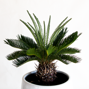 Sago Palm 10"