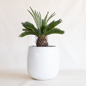Sago Palm 10"
