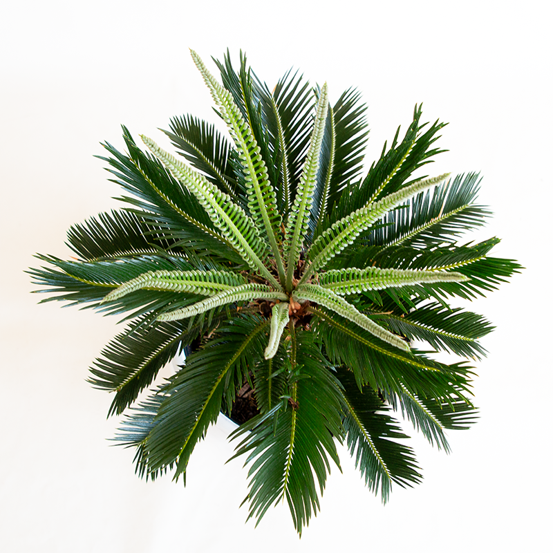 Sago Palm 10"