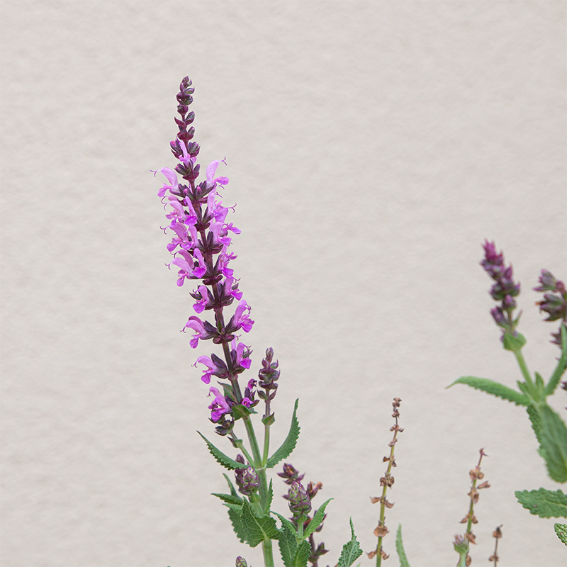 Salvia nem 'Pink Profusion' G01