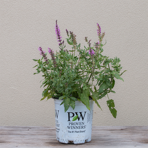 Salvia nem 'Pink Profusion' G01