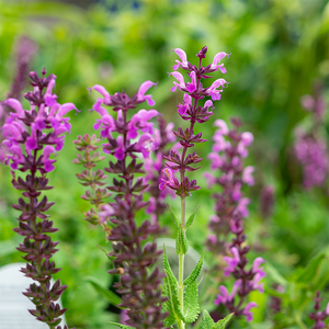 Salvia nem 'Pink Profusion' G01