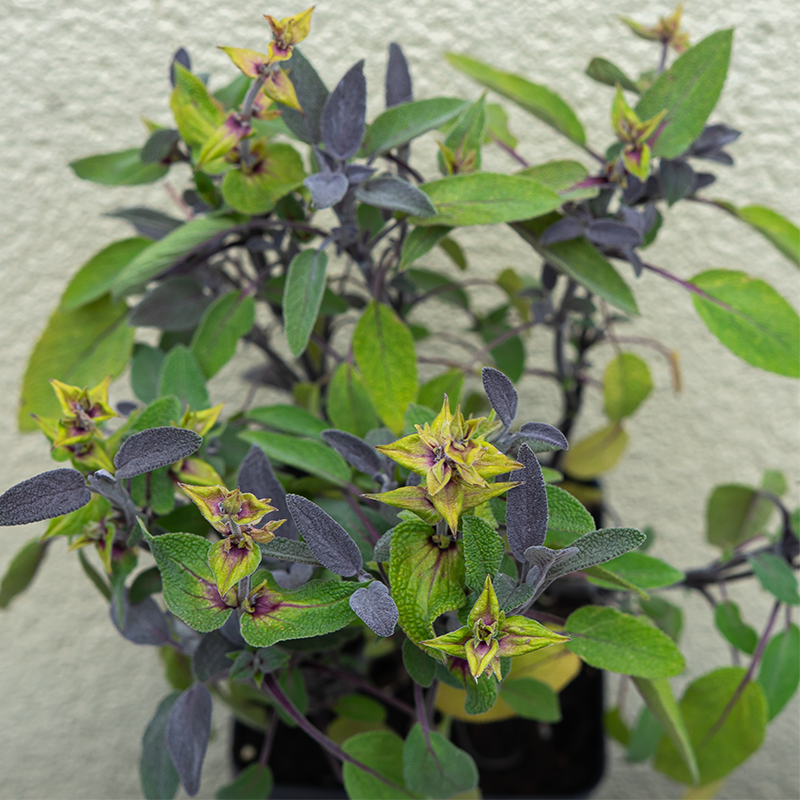 Salvia off 'Purpurascens' 3.5"