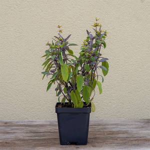 Salvia off 'Purpurascens' 3.5"
