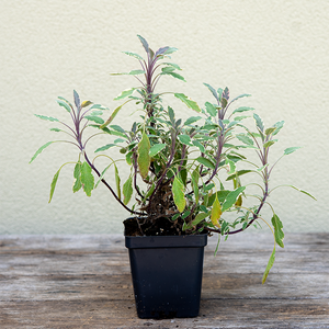 Salvia offic 'Tricolor' 3.5"