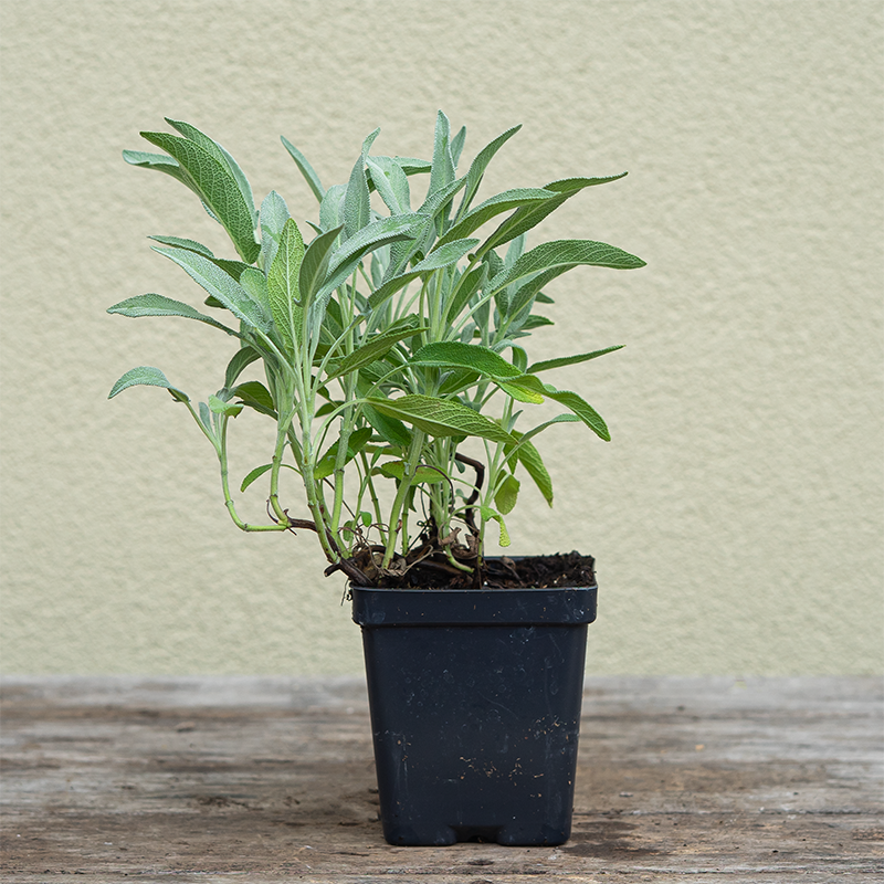 Salvia officinalis 3.5"