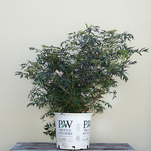 Sambucus nig 'Black Lace'