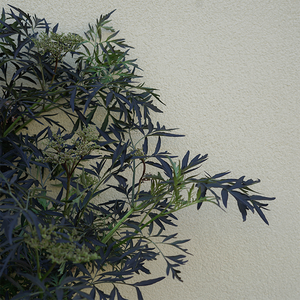 Sambucus nig 'Black Lace'