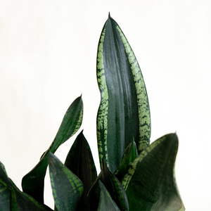 Sansevieria 'Whitney' 6"