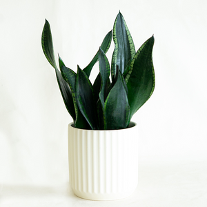 Sansevieria 'Whitney' 6"