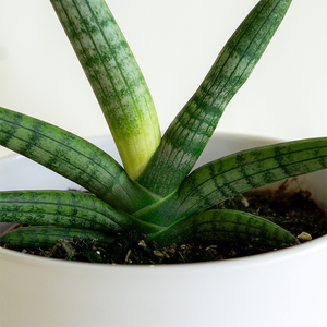 Sansevieria boncellensis 6"
