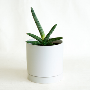 Sansevieria boncellensis 6"