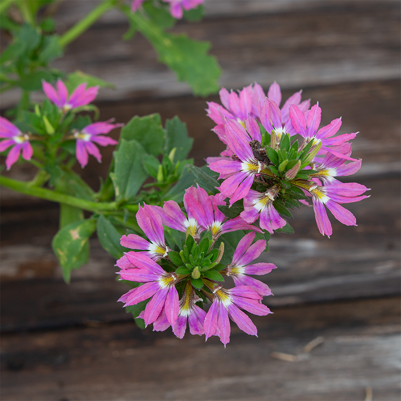 Scaevola 'Fashion Pink' 4"