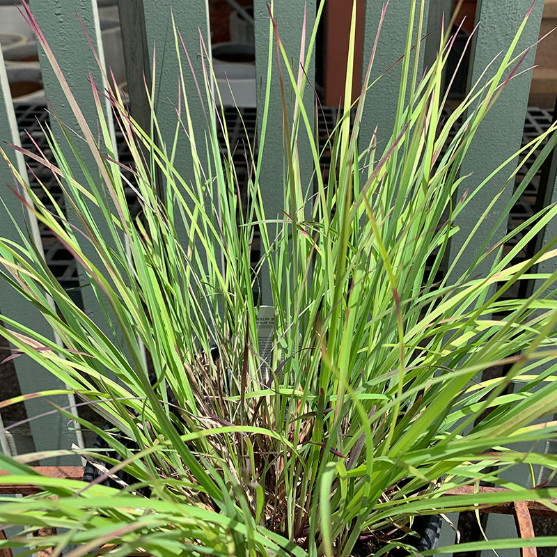 Schizachyrium 'Blue Paradise' G01