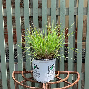 Schizachyrium 'Blue Paradise' G01