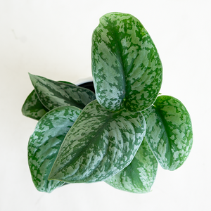 Scindapsus exotica 4"
