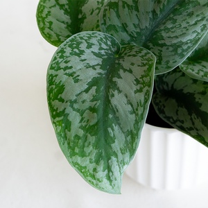 Scindapsus exotica 4"