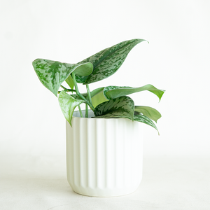 Scindapsus exotica 4"