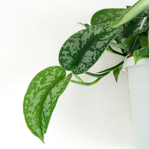 Scindapsus exotica 8" Hanging Basket