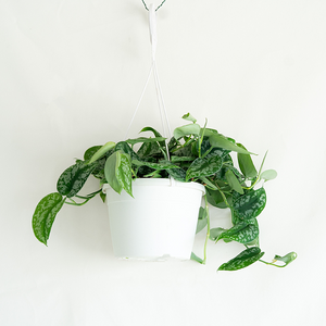 Scindapsus exotica 8" Hanging Basket