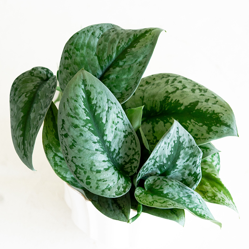 Scindapsus pictus 4"