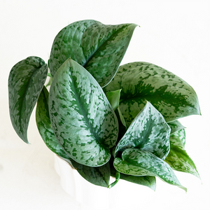 Scindapsus pictus 4"